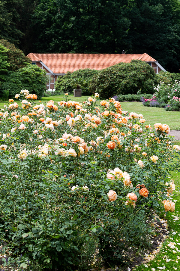 Schlossgarten, Oldenburg, park, landscape, garden